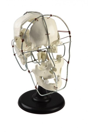 Кости черепа человека смонтированные