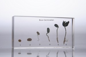 Развитие зерна гороха (в прозрачном пластике)