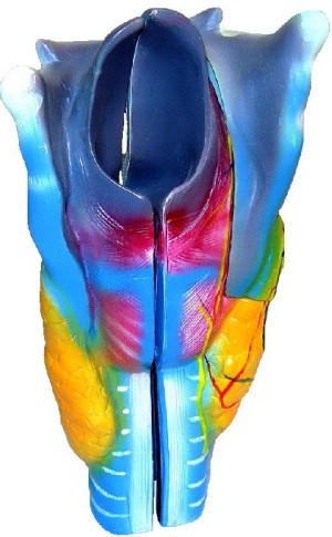 Модель гортани в разрезе