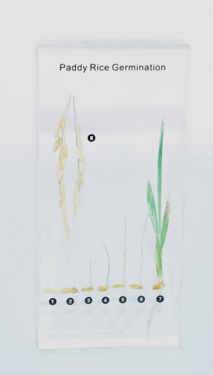 Развитие зерна риса (в прозр. пластике)