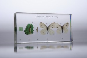 Развитие капустницы (в прозрачном пластике)