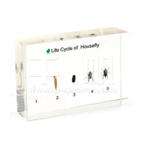 Развитие комнатной мухи (в прозр. пластике)