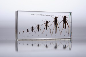 Развитие саранчи (в прозрачном пластике)