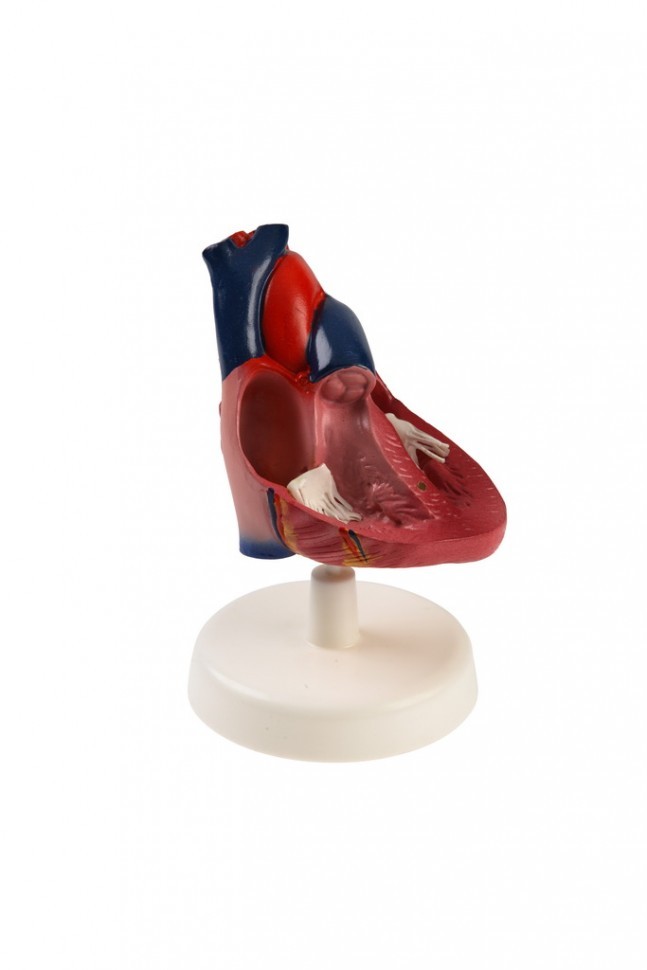 Модель сердца лабораторная