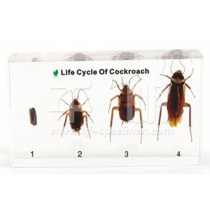 Развитие таракана (в прозр. пластике)