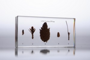 Развитие хвойного растения (в прозрачном пластике)