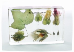 Развитие хлопчатника (в прозрачном пластике)