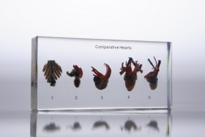 Сравн.строение сист. кровообр-я (в прозр. пласт.)