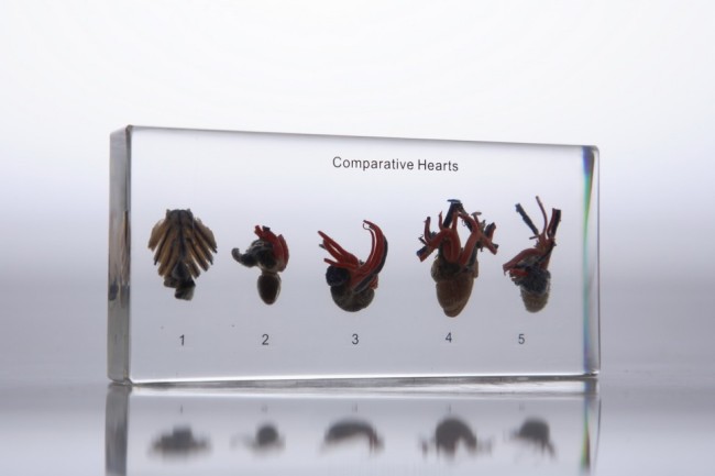 IMG_2783.jpg IMG_2783.jpg