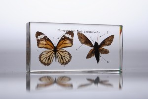 Сравнительное строение мотылька и бабочки (в прозрачном пластике)