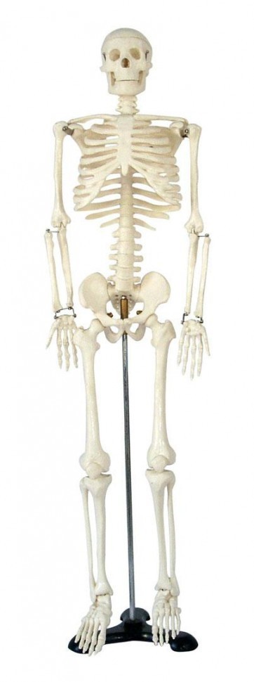 Medium_Size_Human_Skeleton__85cm.jpg