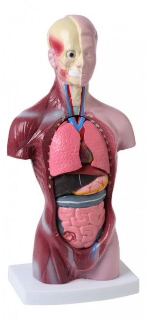 Торс человека (разборная модель) 28 см