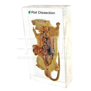 Препарированная крыса (в прозр. пластике) Препарированная крыса (в прозр. пластике)