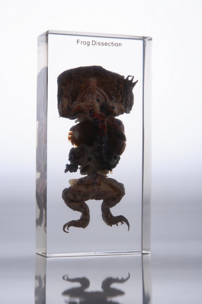 IMG_2759_enlcn.jpg IMG_2759_enlcn.jpg