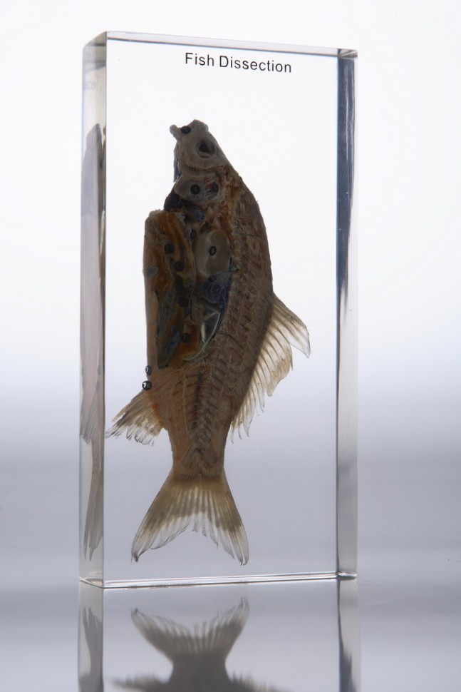 IMG_2768_enlus.jpg IMG_2768_enlus.jpg