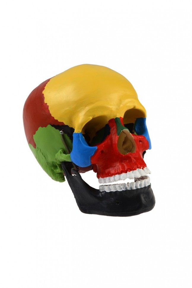 Череп человека с раскрашенными костями