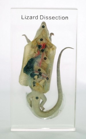 Препарированная ящерица (в прозр. пластике) Препарированная ящерица (в прозр. пластике)