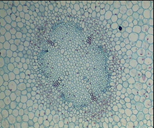 Первичное строение корня (поперечный срез)