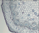 Комплект Первичное строение стебля