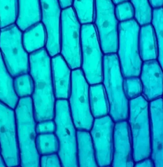 Комплект микропрепаратов по анатомии и морфологии растений