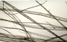 Лубяные волокна льна