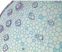 Поперечный срез стебля однодольных (зерновой культуры