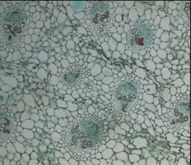 Поперечный срез стебля двудольных (клевера)