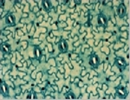 Эпидермис листа герани