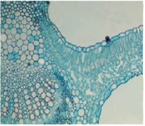 Поперечный срез листа камелии