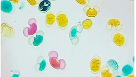 Пыльца сосны