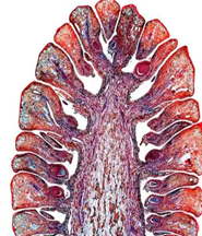 Мужская шишка сосны