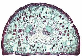 Поперечный срез листа сосны