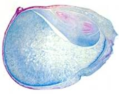 Завязь и семяпочка