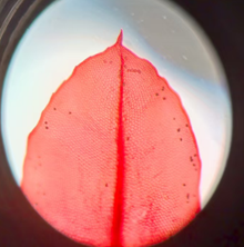 Лист сфагнума Лист сфагнума