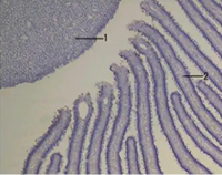 Мукор Мукор