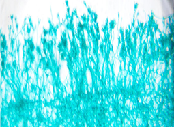 Пеницилл Пеницилл