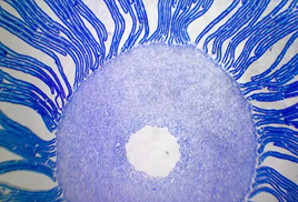 Пластинчатый гриб Пластинчатый гриб