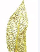 Заросток папоротника Заросток папоротника