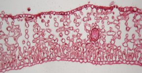 Срез листа папоротника Срез листа папоротника