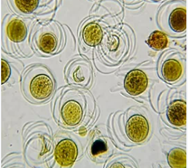 Спороносный колосок хвоща Спороносный колосок хвоща