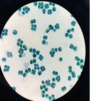 Хламидомонада Хламидомонада