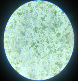 Хлорелла Хлорелла