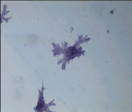 Амеба обыкновенная Амеба обыкновенная