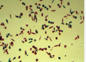 Эвглена Эвглена