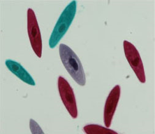 Инфузория туфелька Инфузория туфелька