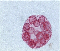 Вольвокс Вольвокс