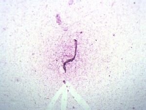 Комплект микропрепаратов "Общая биология"