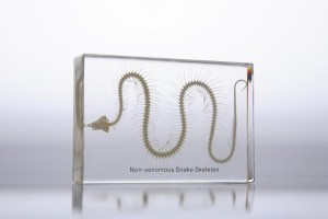 Скелет змеи (в прозрачном пластике) Скелет змеи (в прозрачном пластике)