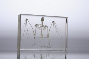 Скелет летучей мыши (в прозрачном пластике)