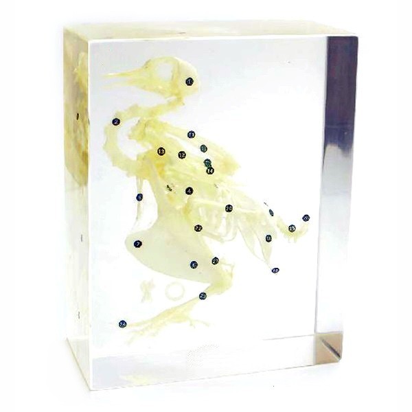 Скелет птицы (в прозр. пластике)